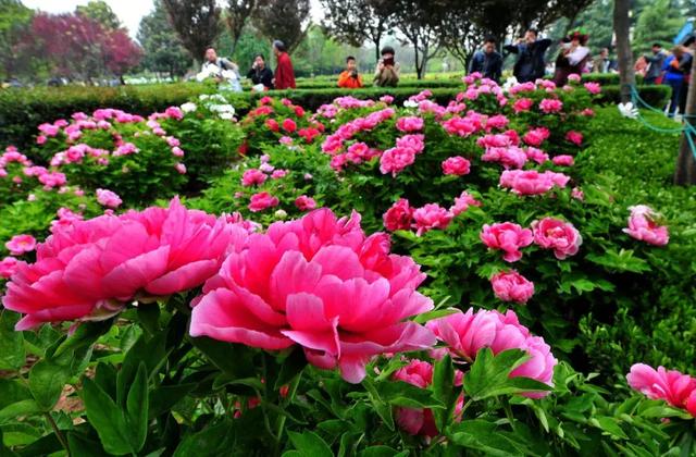姹紫嫣紅的牡丹.jpg